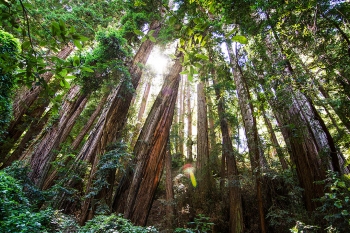 https://www.weineversleeps.com/files/gimgs/th-1_muir-woods-wei-shi-photography.jpg